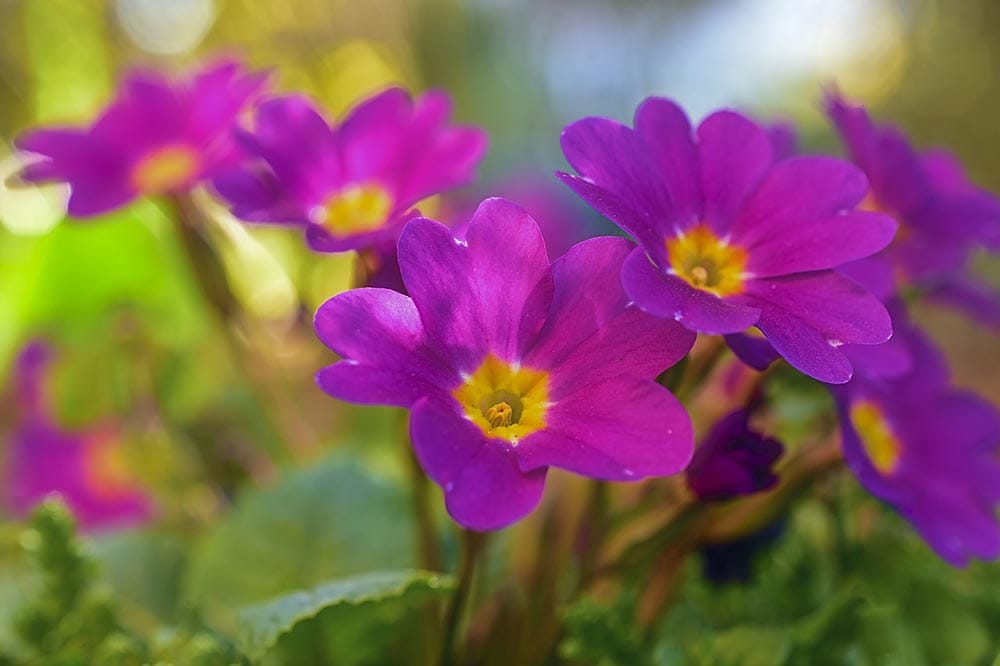 purple primrose