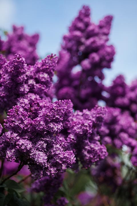 purple Summer Lilac