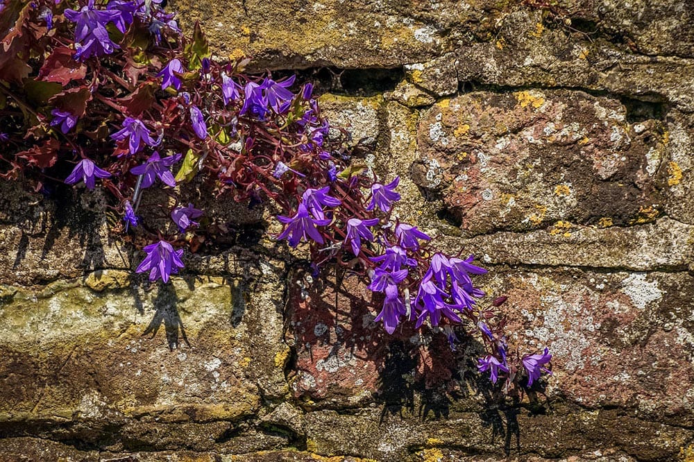 purple wallflower