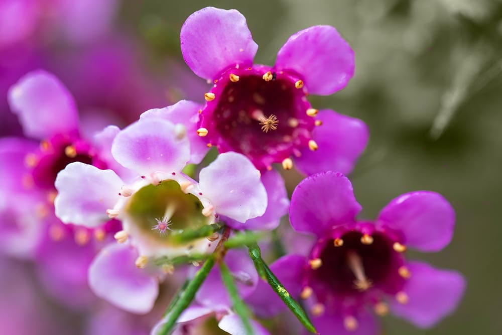 purple waxflowers