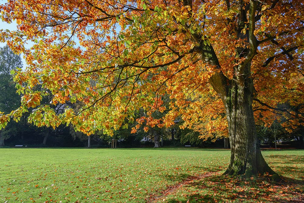 Quercus rubra red oak tree