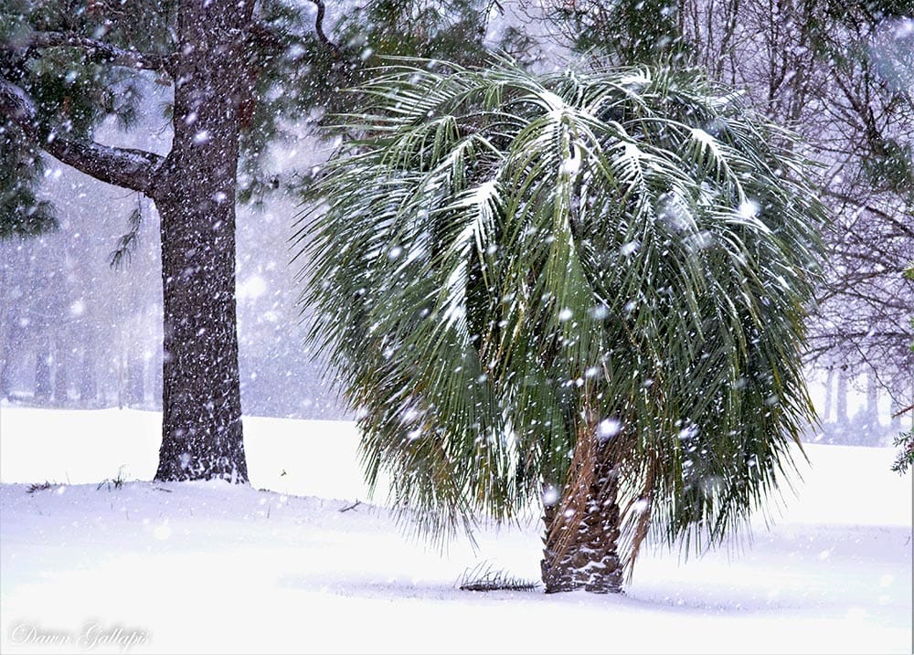 Rare Palmetto during winter