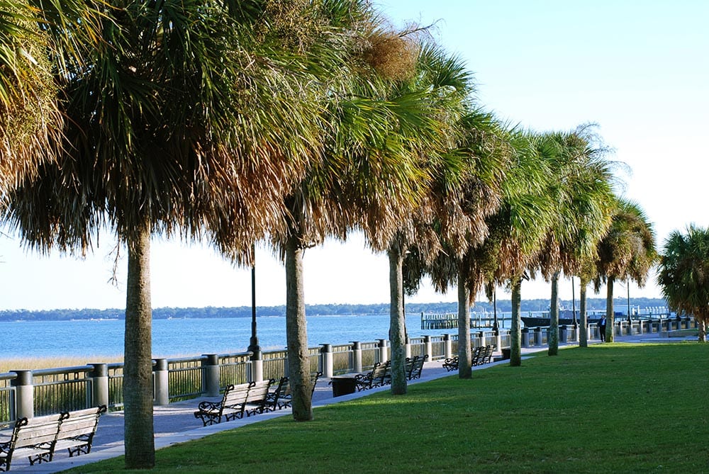 Row of Palmetto trees
