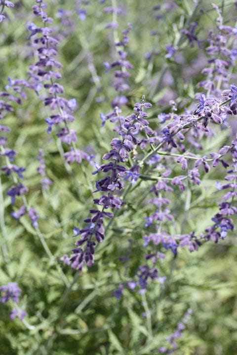 russian sage