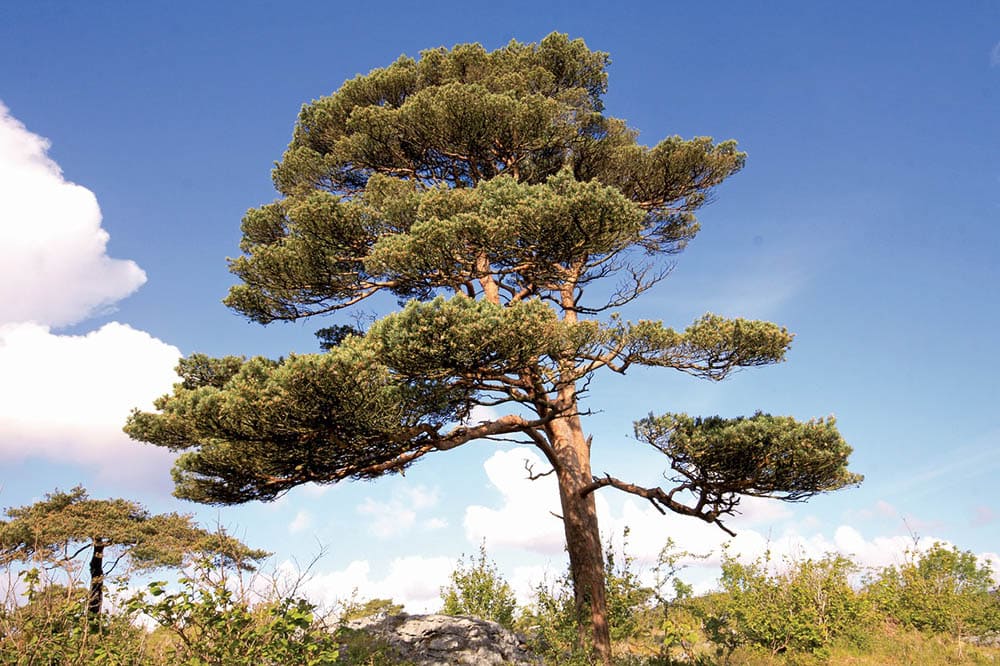 scots pine