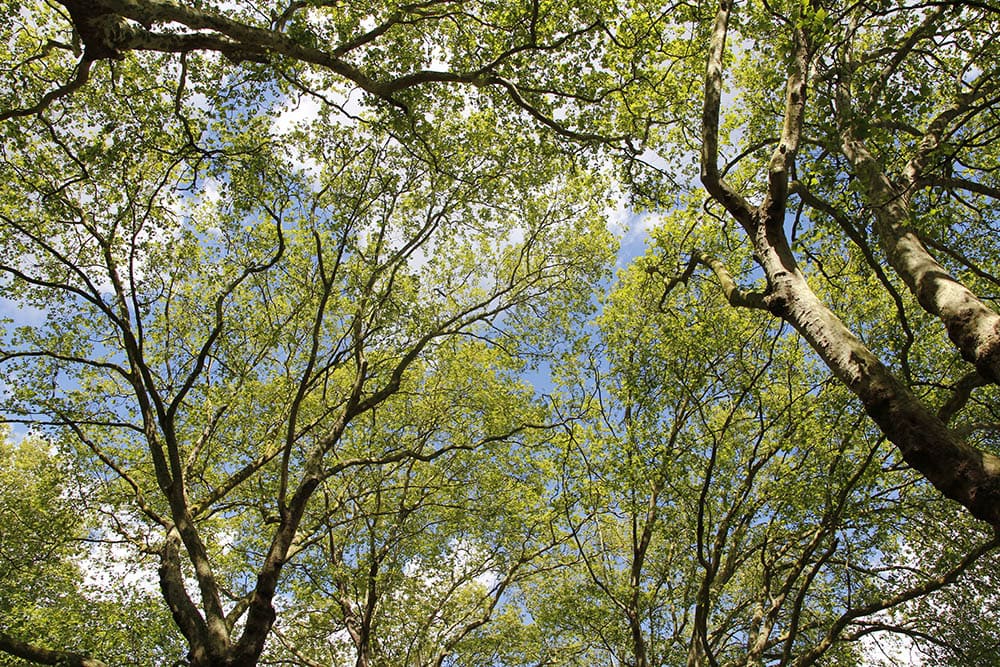 Silver Maple during spring