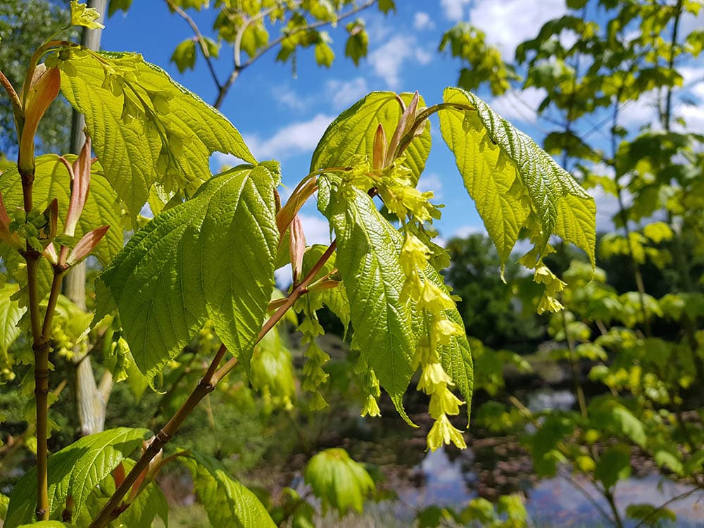 striped maple up close