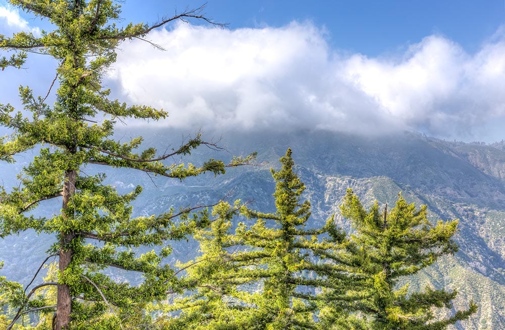 sugar pines in the mountains