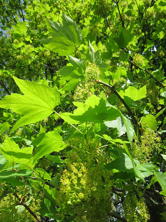 sycamore maple up close