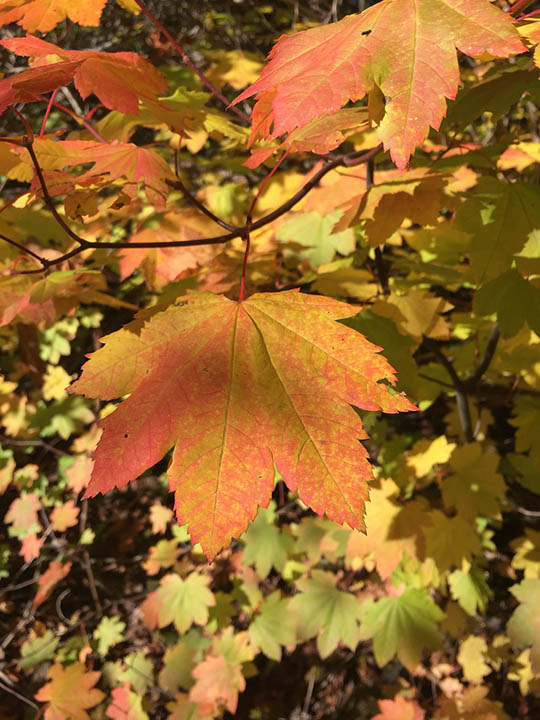 vine maple tree up close