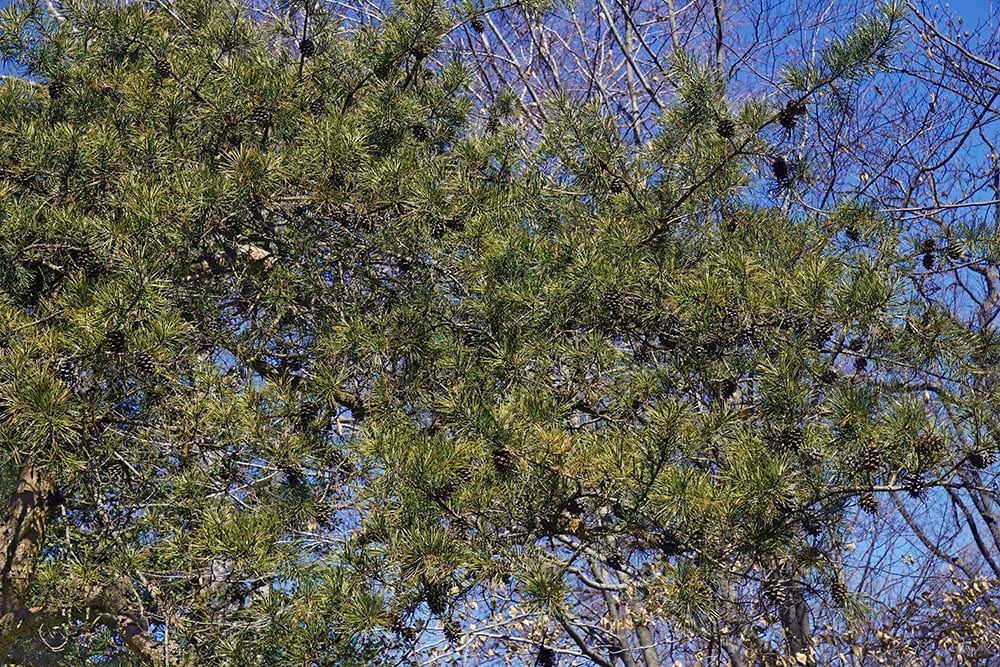 Virginia pine