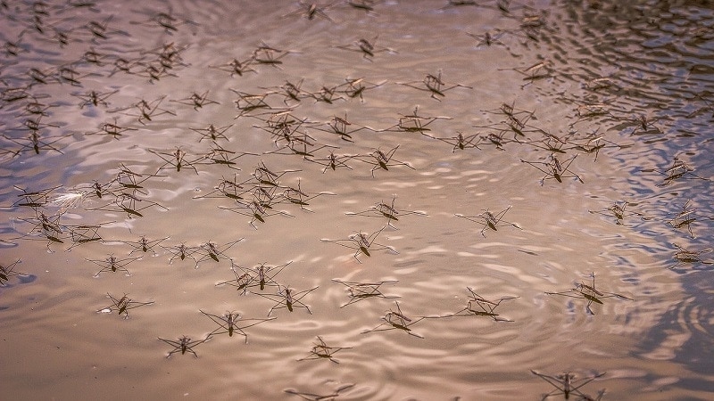 swimming pool bugs