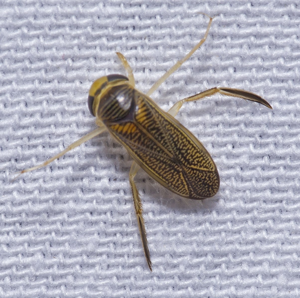 water boatman