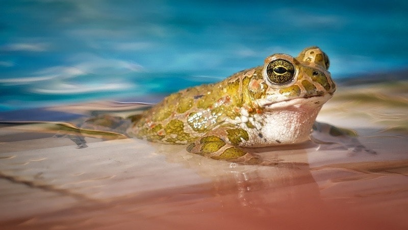 Keep Frogs Out of Your Pool