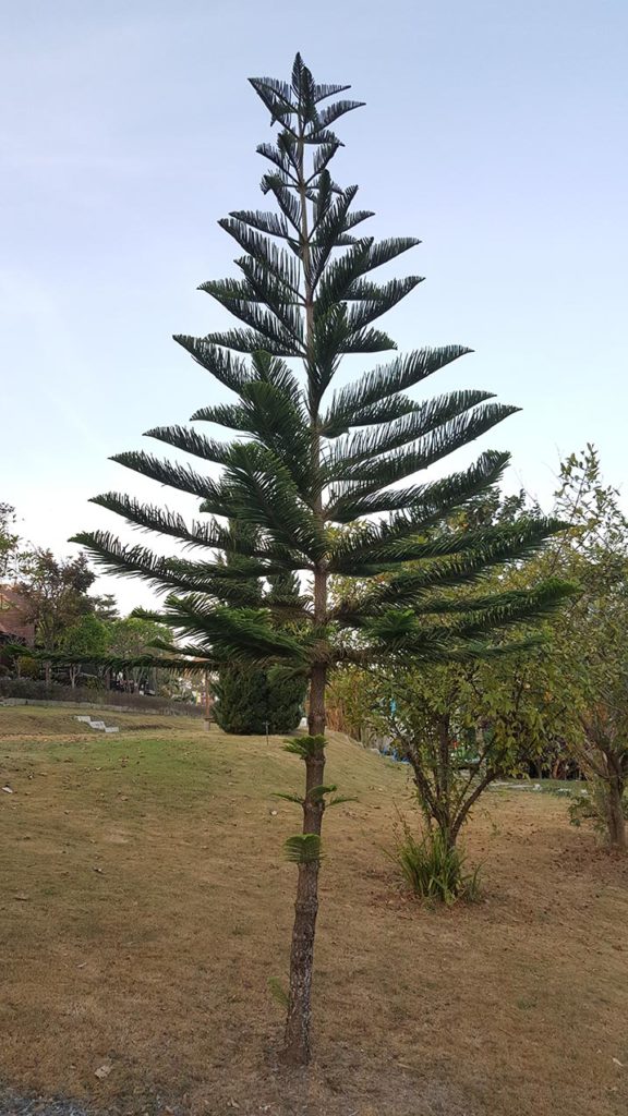 Western white pine