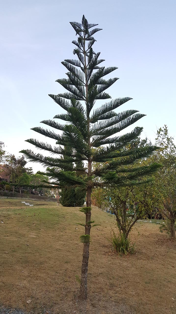 Western white pine