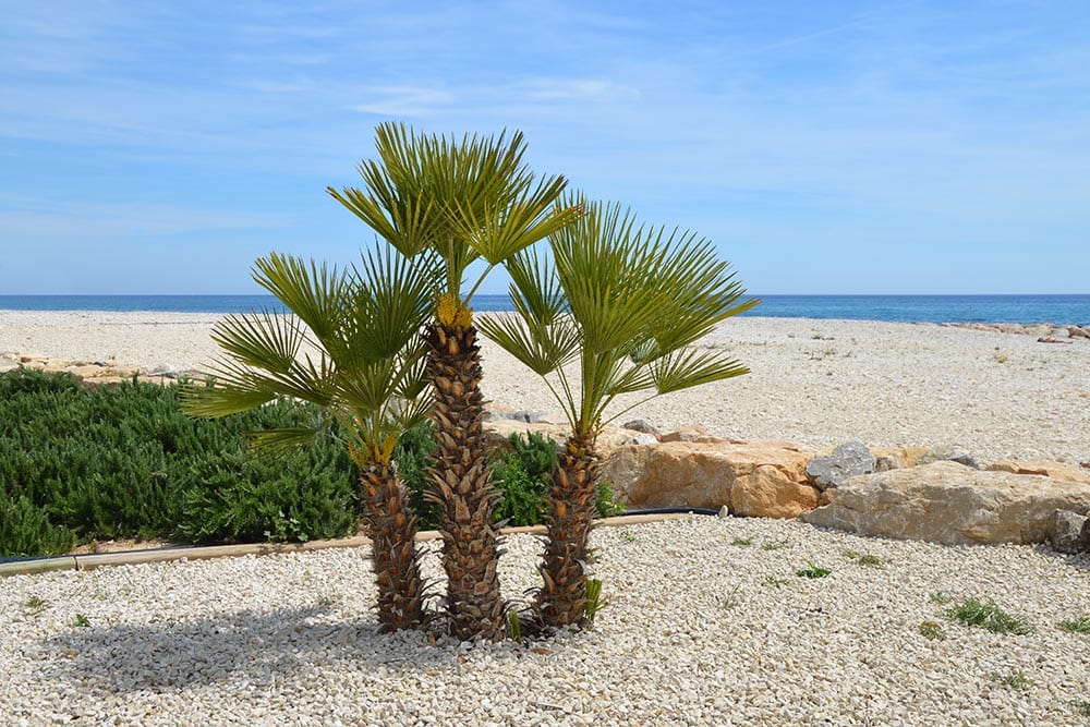 Windmill Palm trees on the beach