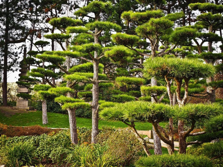 9 Different Types of Conifer Trees (With Pictures) | Home Grail