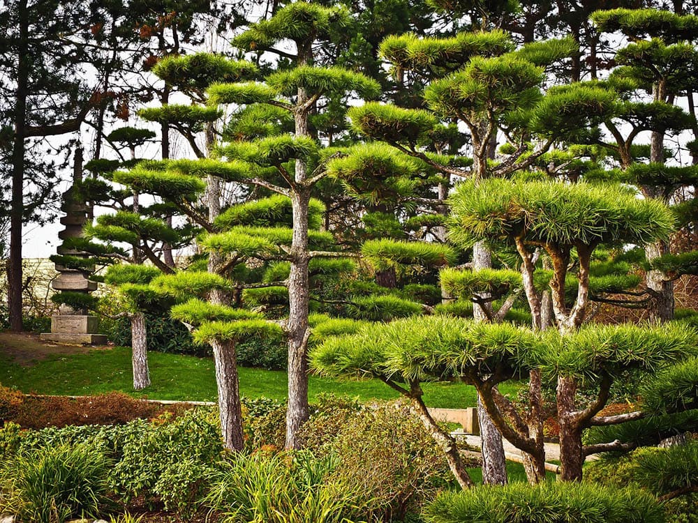 Japanese Yew