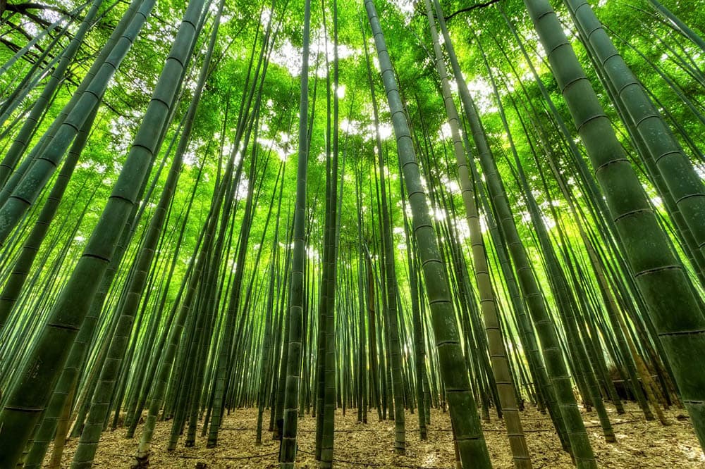 bamboo tree forest