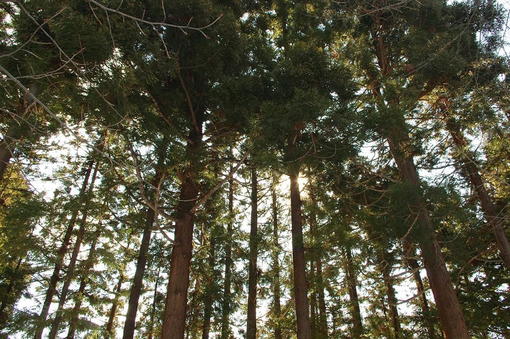 cedar trees