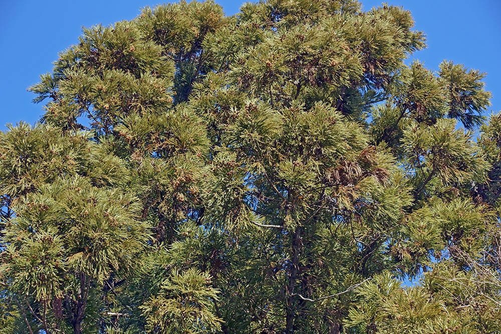 Cryptomeria Japanese cedar