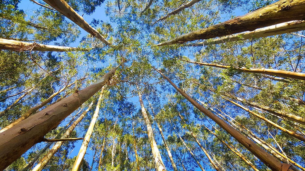 eucalyptus trees