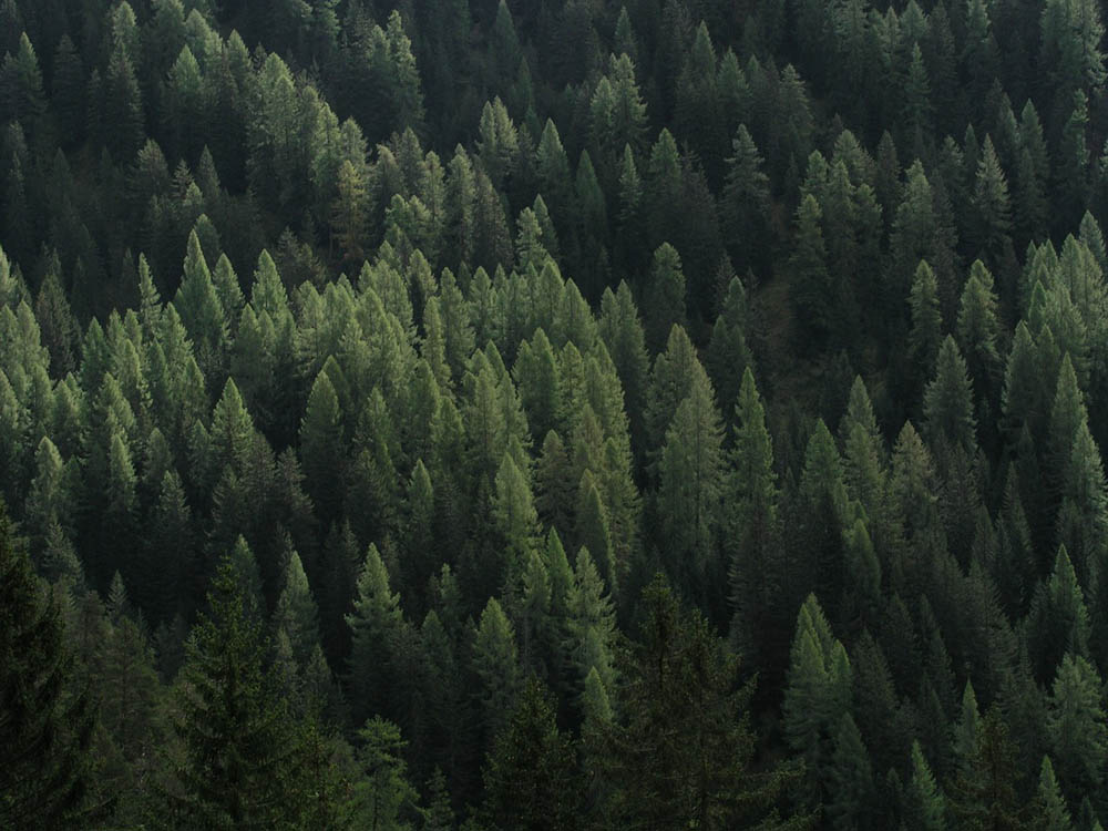 evergreen fir trees