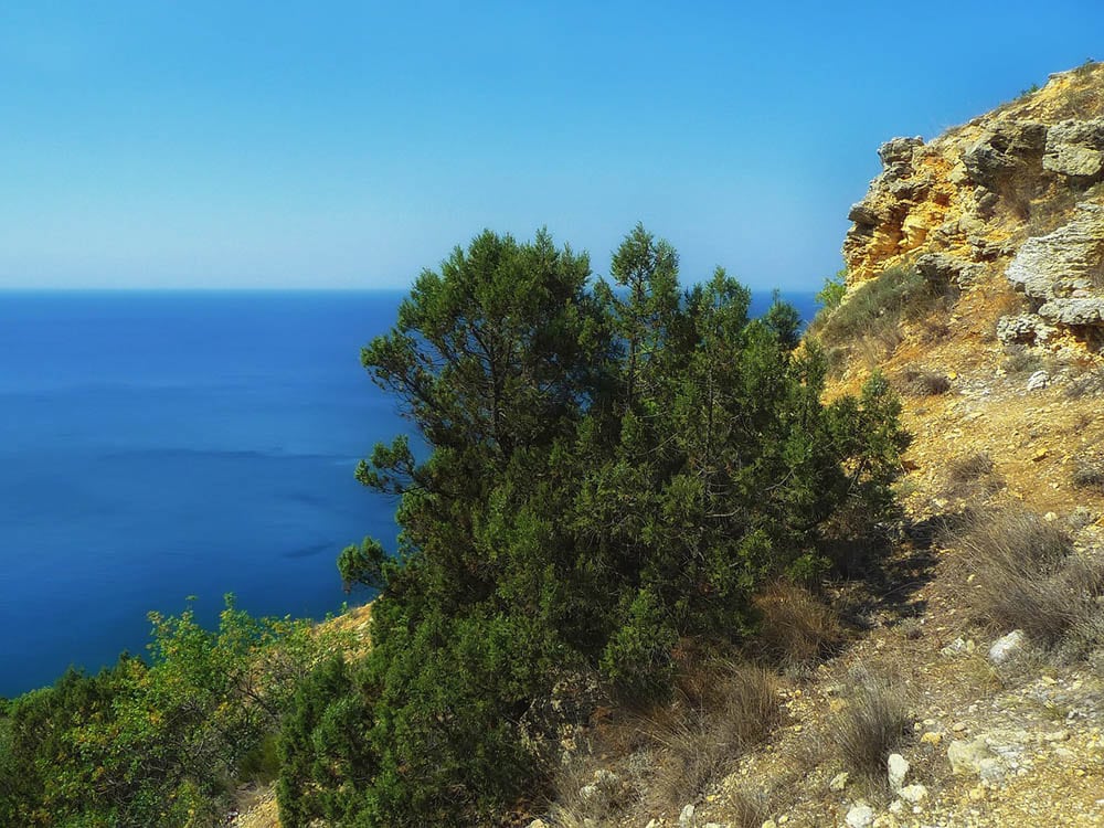 greek juniper trees on the cliff