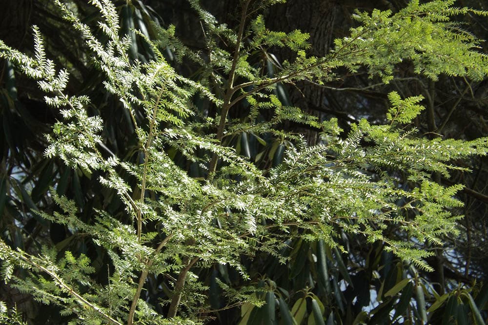 hemlock trees up close