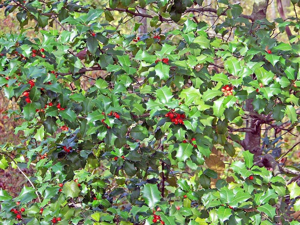 holly tree close up