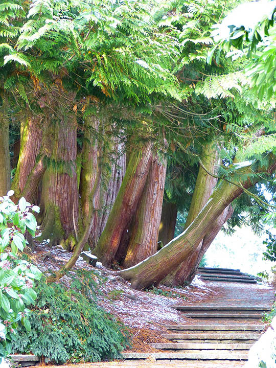 thuja trees in the pathway