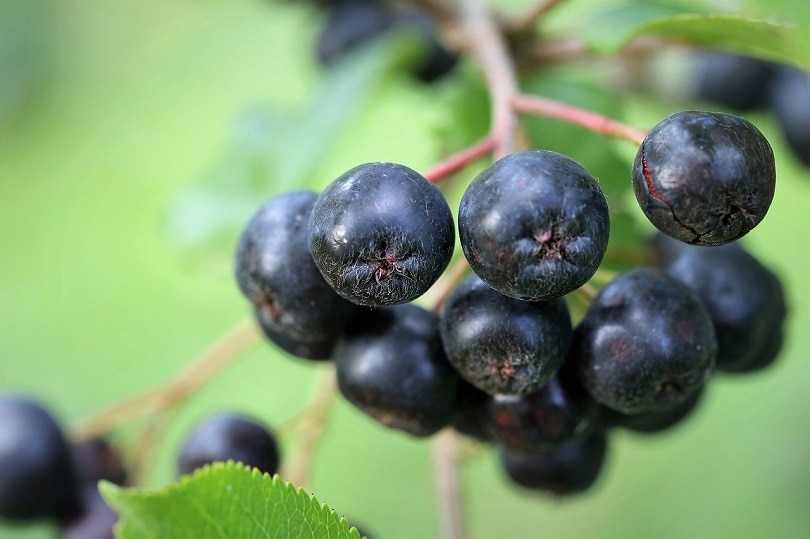 Aronia Berries