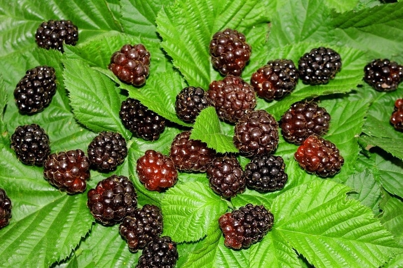 Boysenberries pixabay