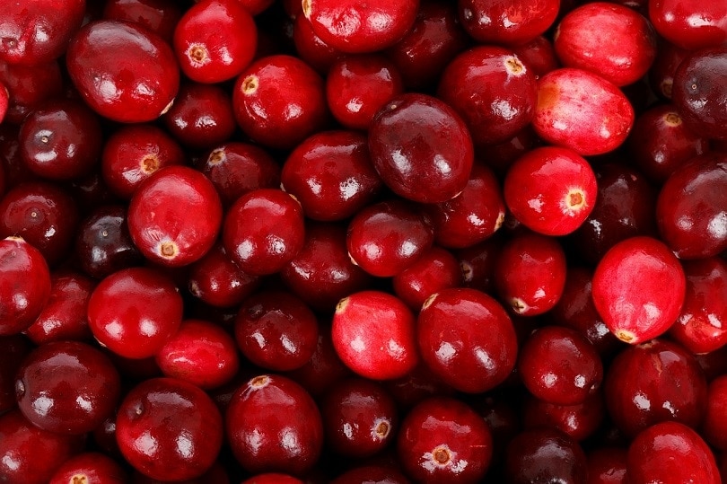 Cranberries pixabay