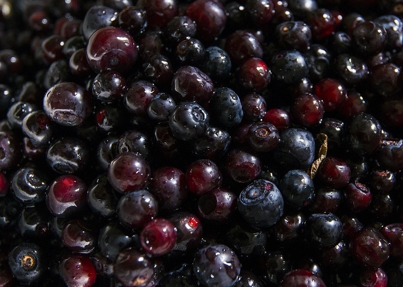 Huckleberries pixabay