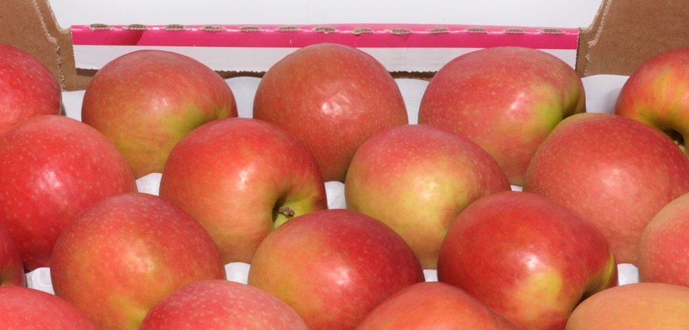 Pink Lady Apple