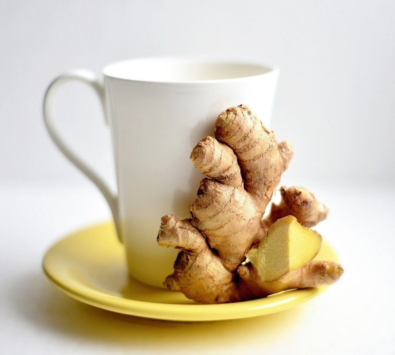 ginger-pixabay