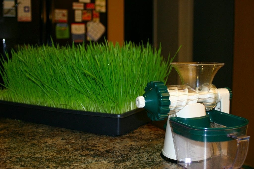 wheatgrass juicing