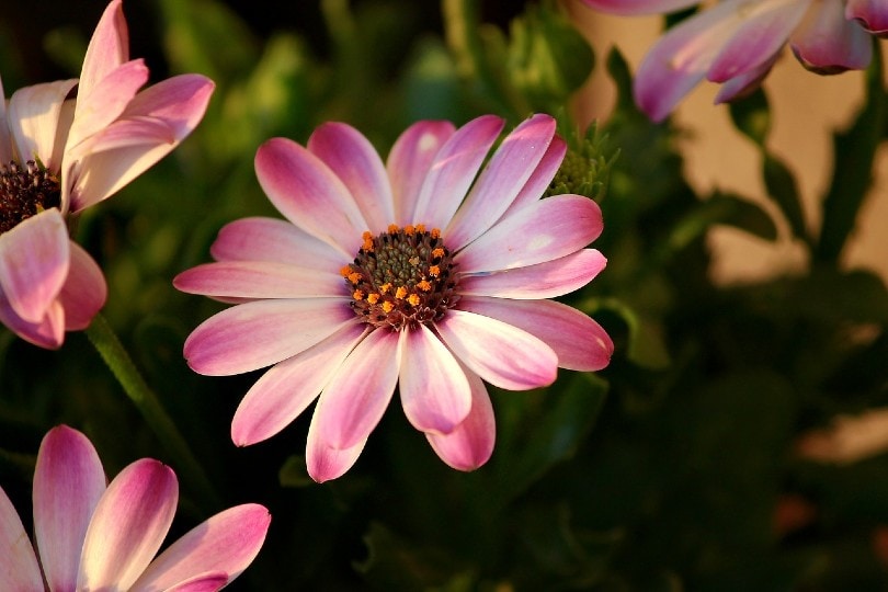 African Daisy