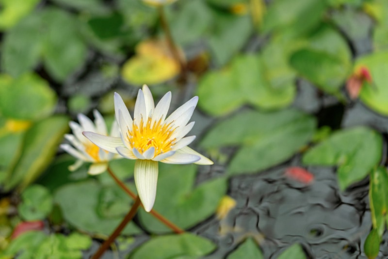 Alba Grandiflora Lotus