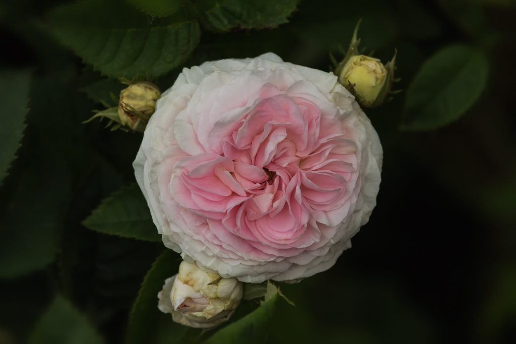 Alba Roses