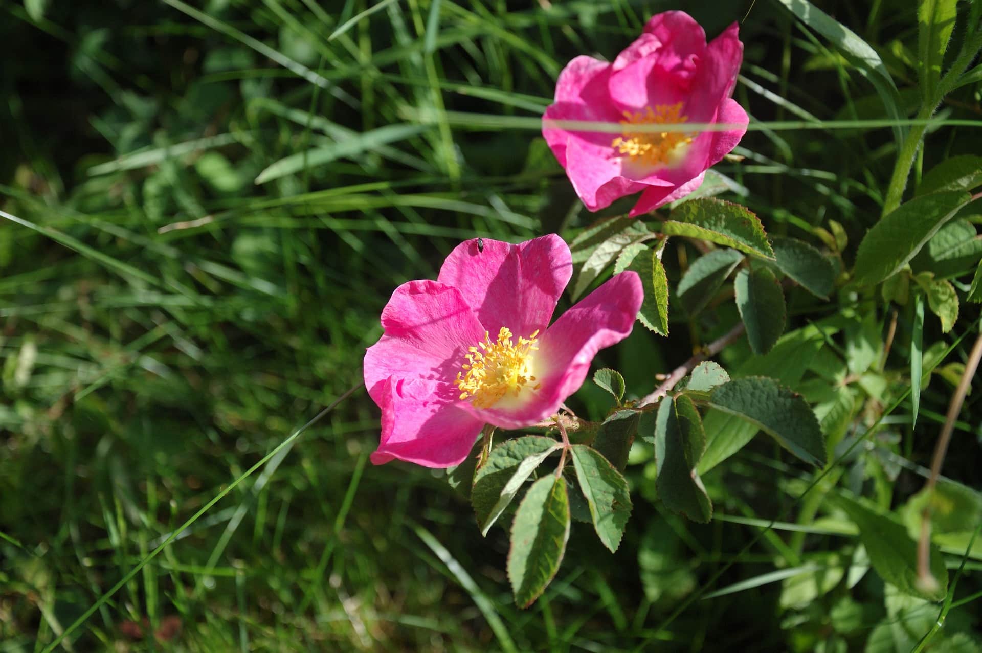 Alpine Dog Rose
