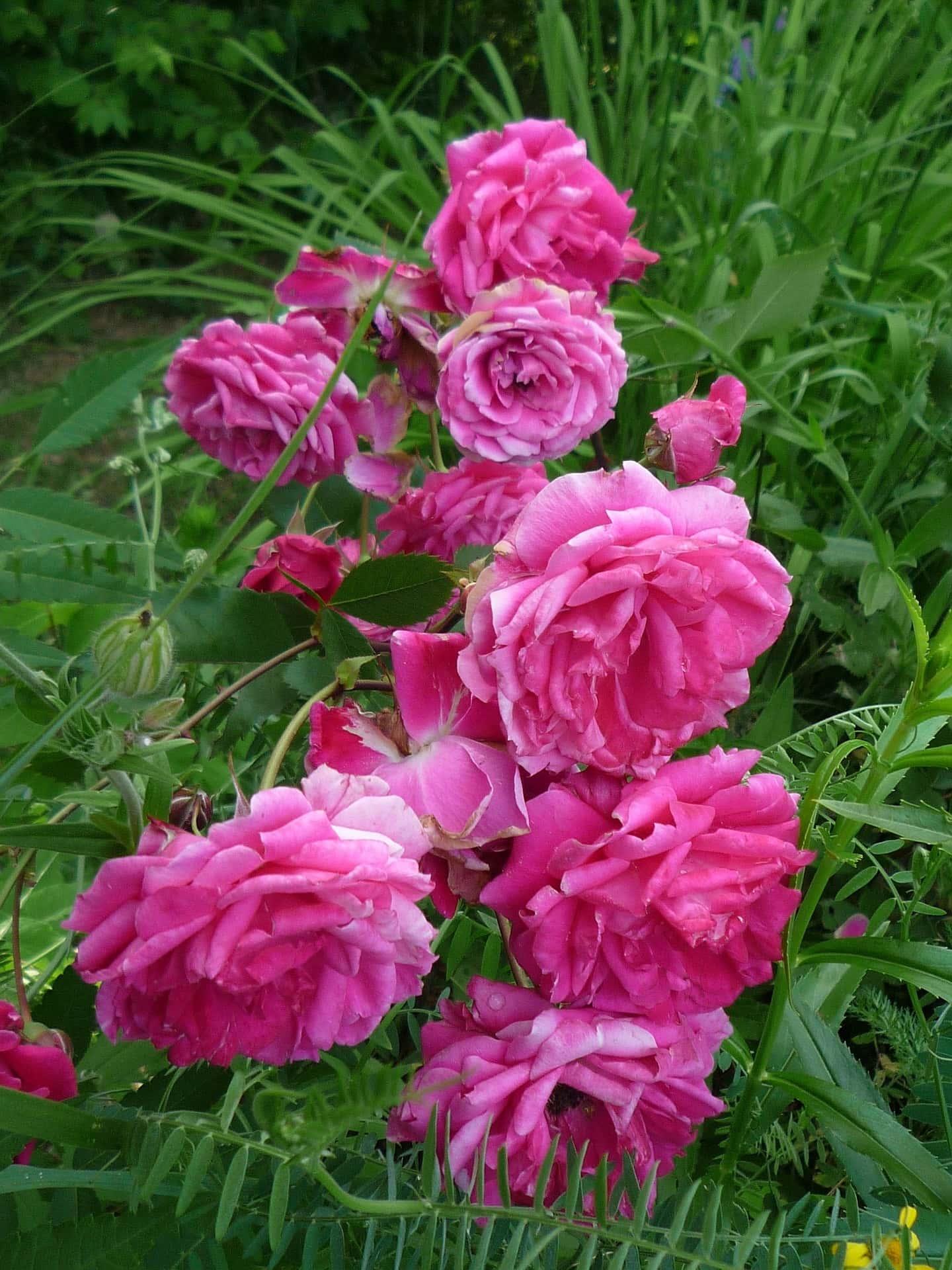 Apothecary Rose