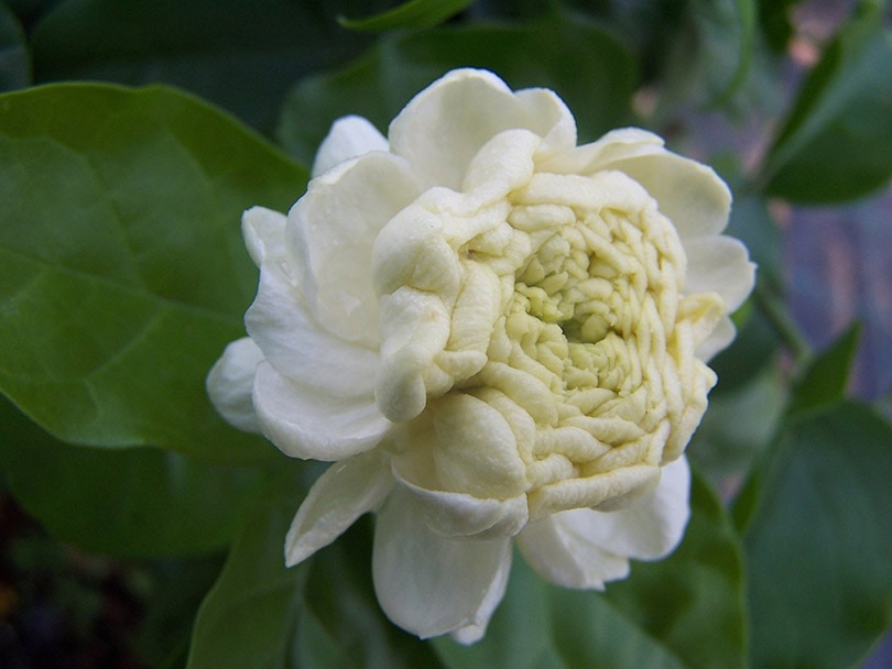 Arabian Jasmine Flower