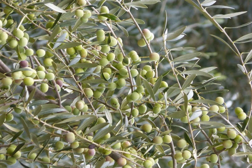 Arbequina olive plant