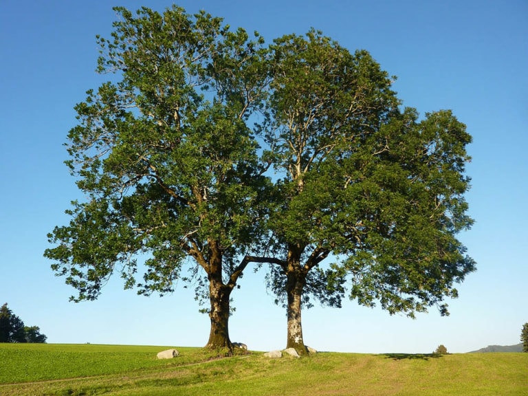 15 Types of Ash Trees (With Pictures) | Home Grail
