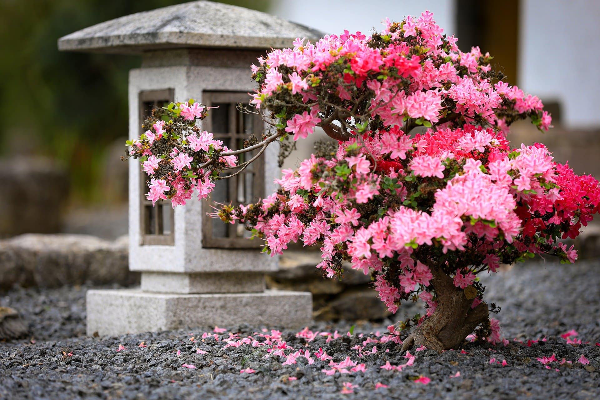 Azalea Bonsai