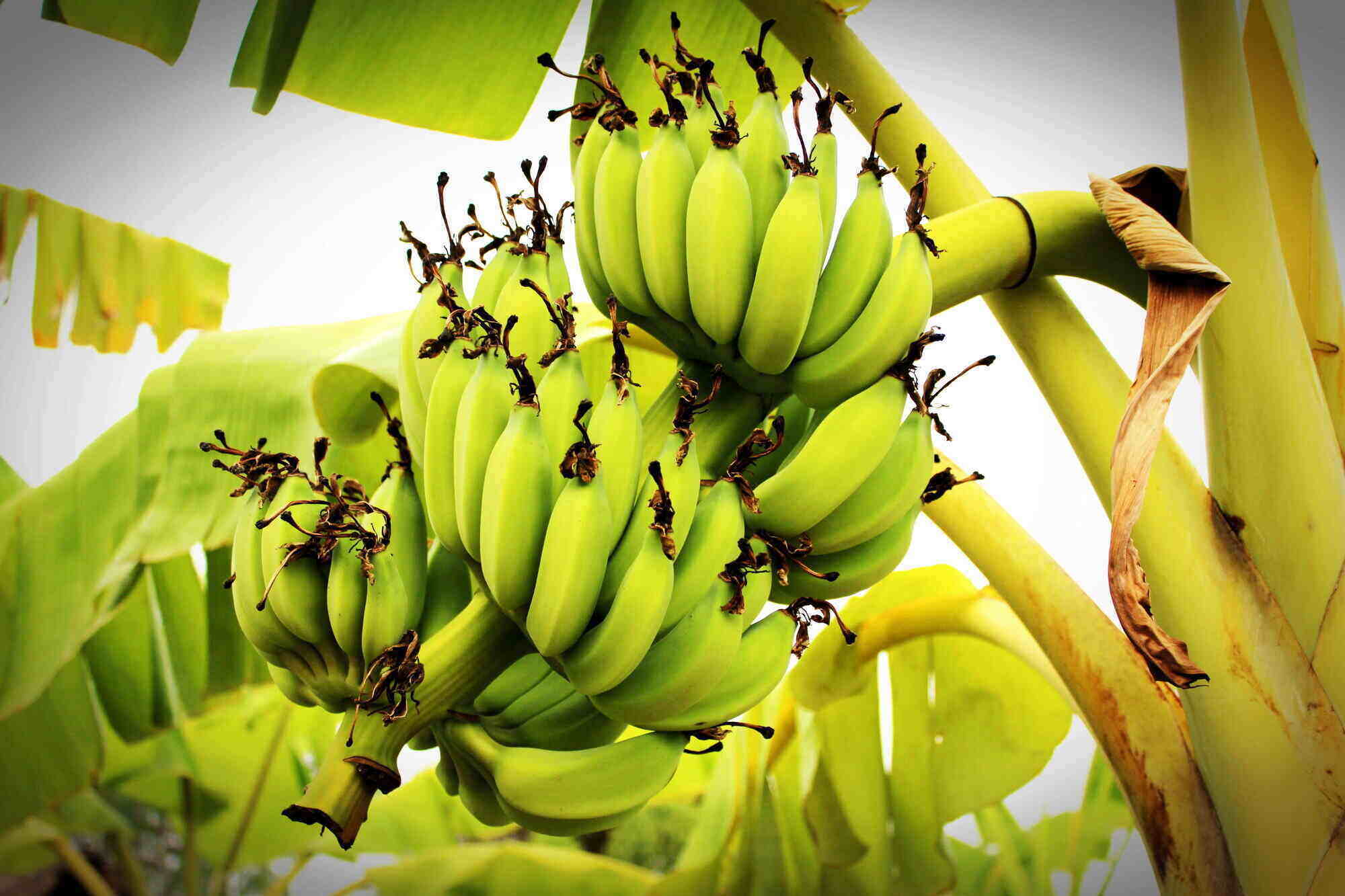 Bunch ripening bananas tree