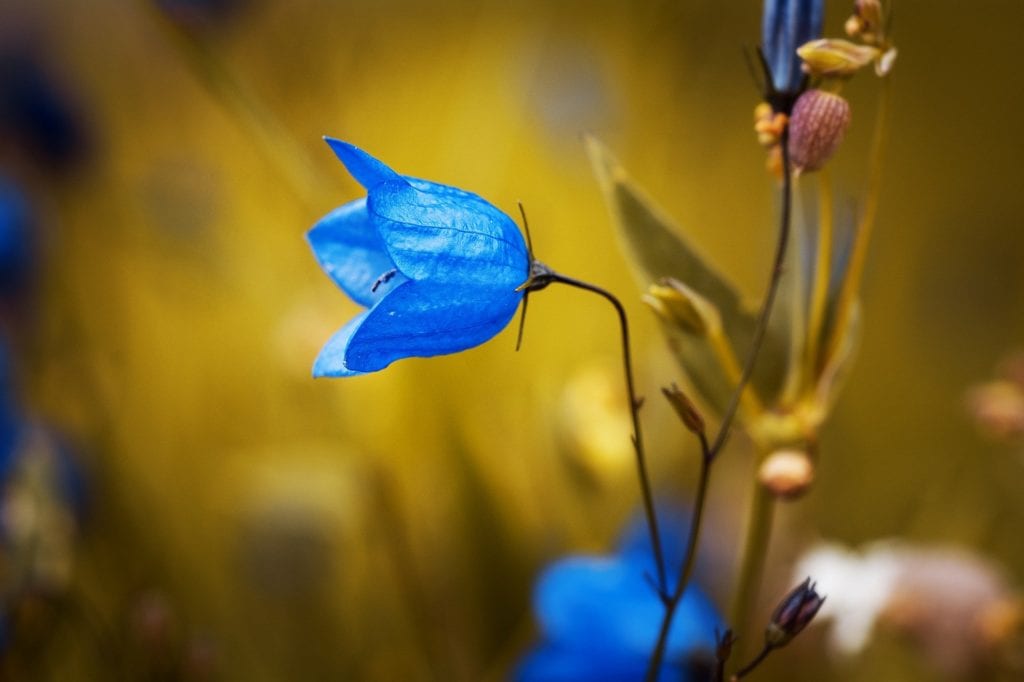 Bellflower side